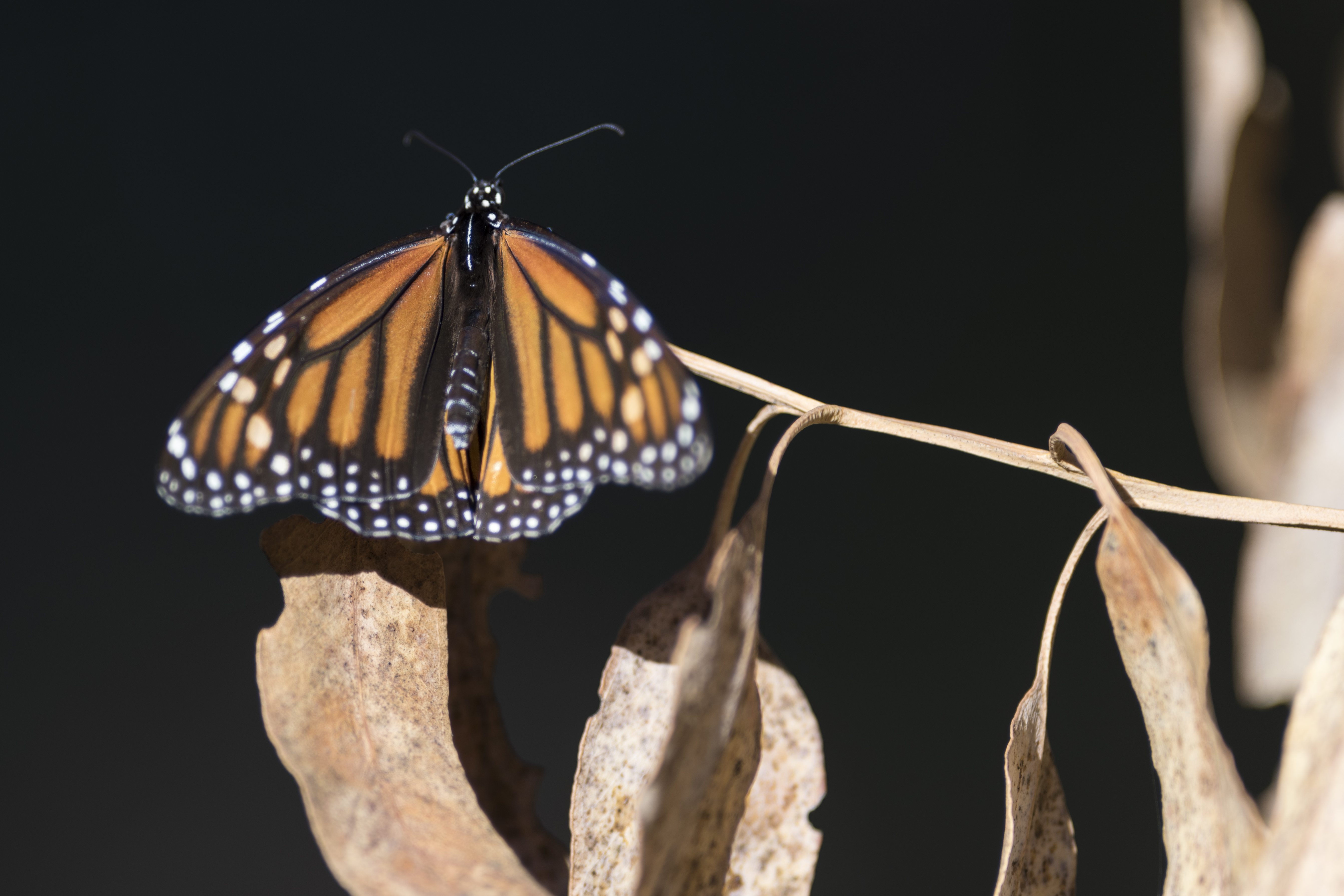 Monarch butterfly migration moves south, but numbers may be