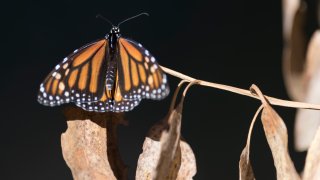 Monarch butterflies