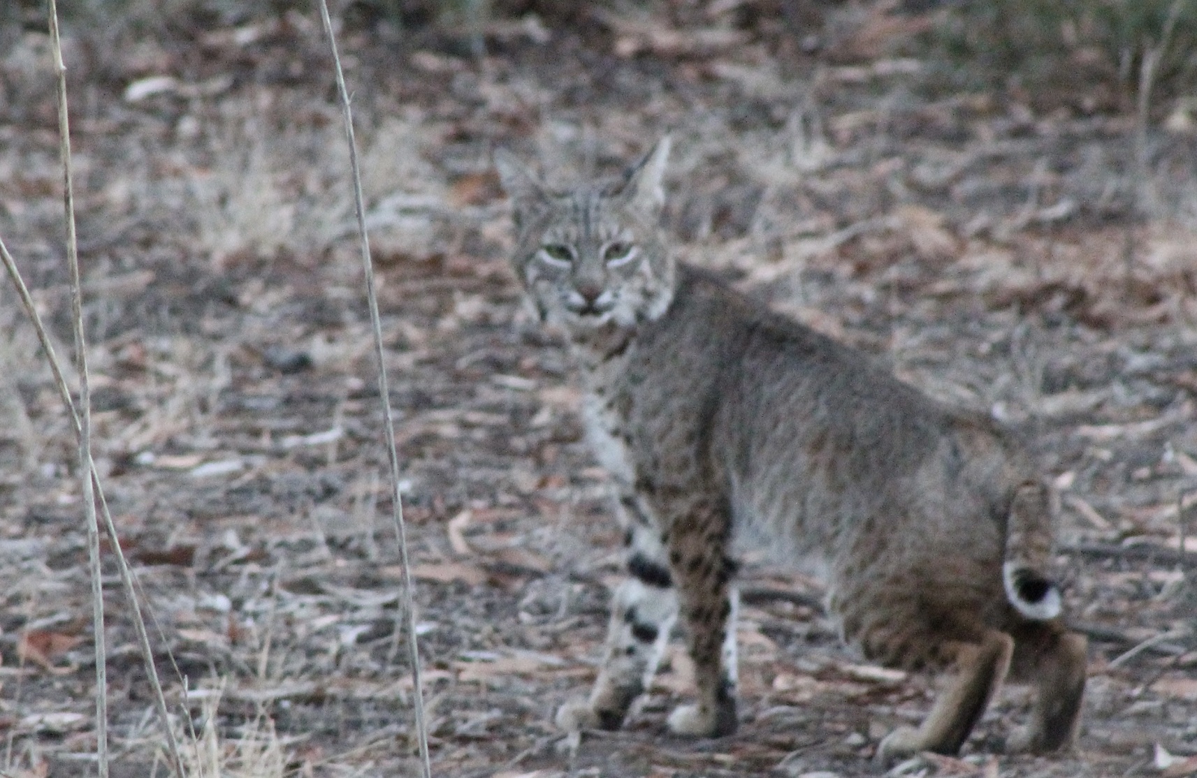 WATCH: Pregnant Bobcat, Likely Hit by Car, Rehabilitated & Returned to the  Wild