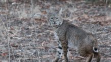 An undated image of the expectant bobcat that was rescued and treated at the San Diego Humane Society Ramona Wildlife Center.