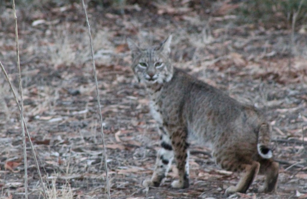 An undated photo of a waiting bobcat that is rescued and treated at the San Diego Humane Ramona Wildlife Center.