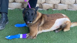 Man Pleads Guilty to Animal Cruelty in Stabbing of San Diego K-9 – NBC 7  San Diego
