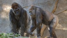 Gorillas at San Diego Zoo Safari Park