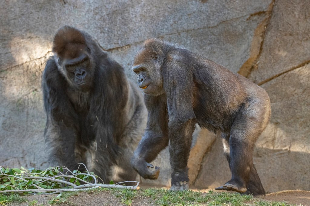 Gorillas at San Diego Zoo Safari Park