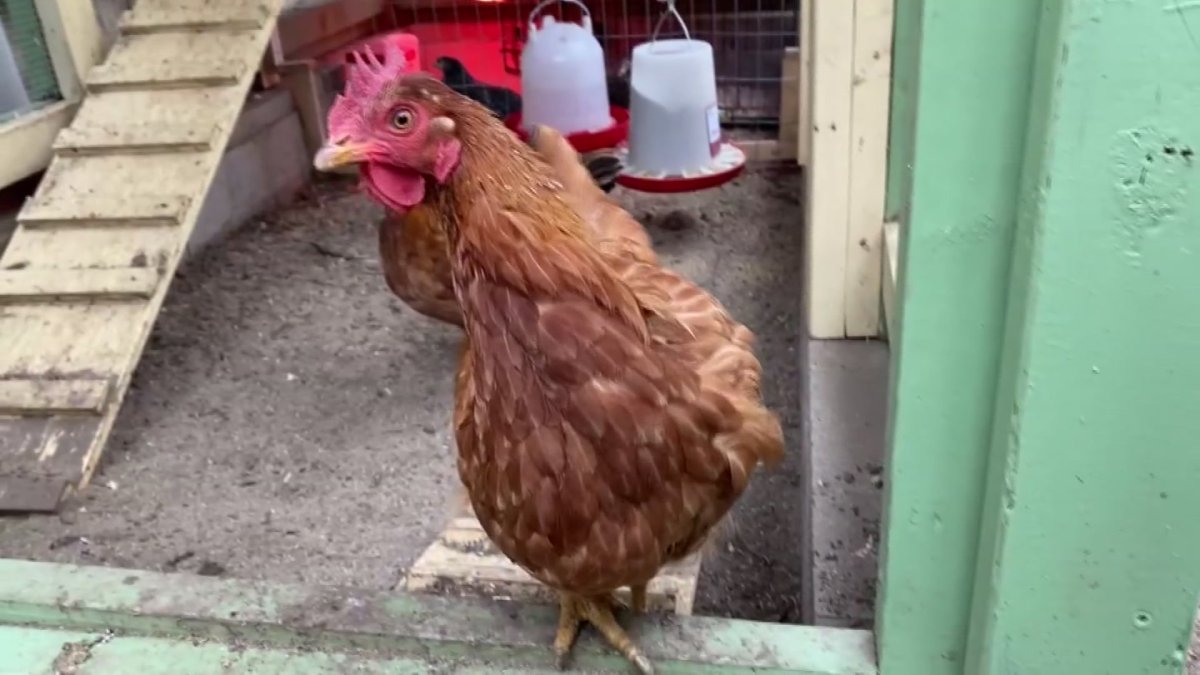 New Hobbies Continue to Pop Up During Pandemic, Including Backyard