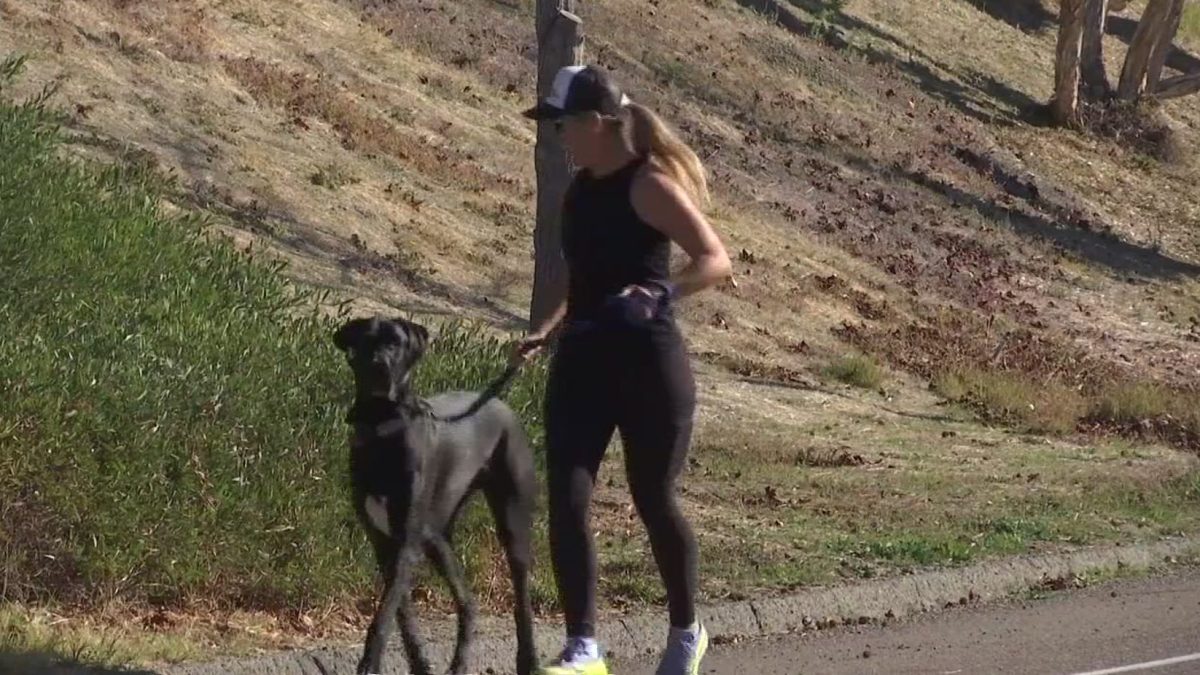 Canine Operating Enterprise The Fittest Canine Helps Pets Well being – NBC 7 San Diego