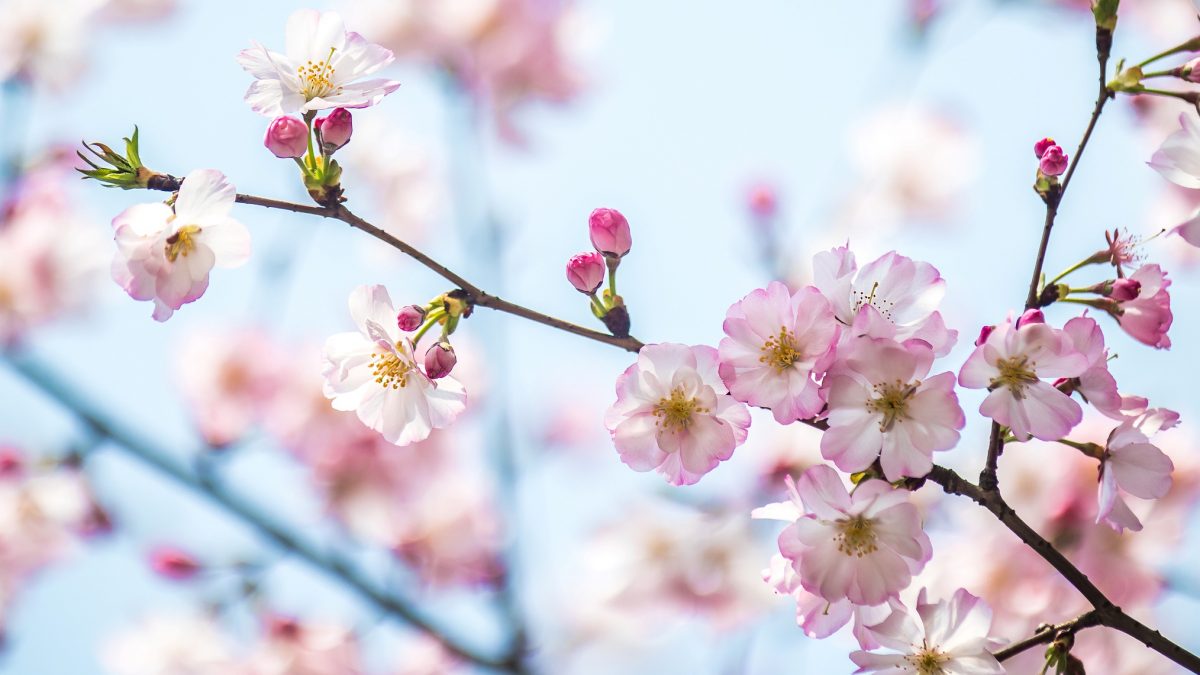 Japanese Friendship Garden kicks off Cherry Blossom Festival – NBC