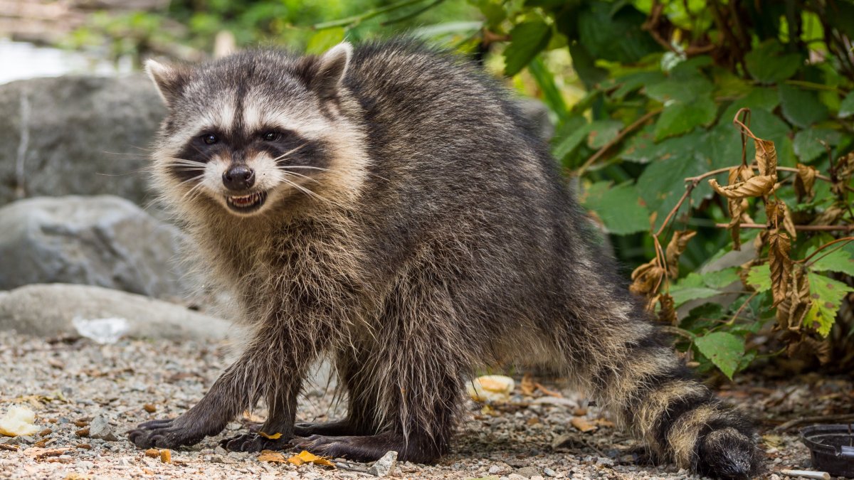Charges Filed Against Woman Who Brought Raccoon to Bar – NBC 7 San Diego - Vimarsana News