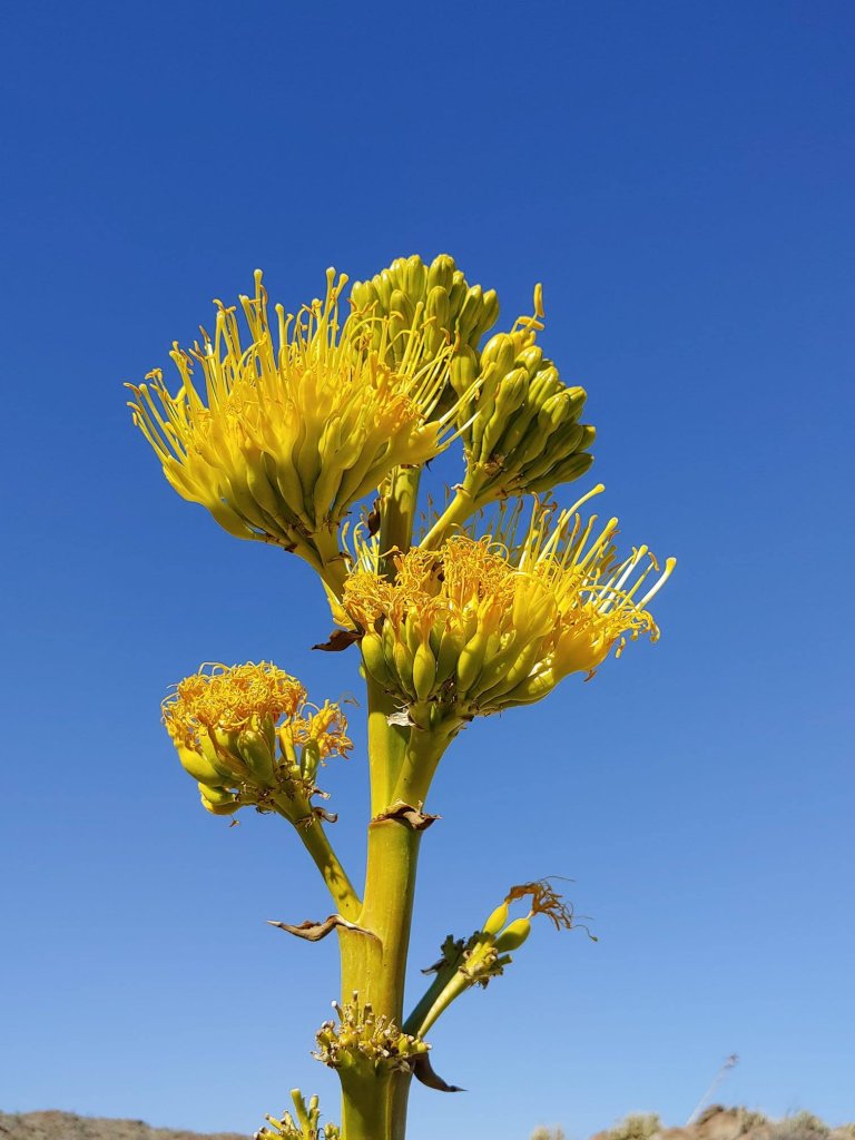 2021 Desert Bloom What To Expect At Anza Borrego Desert State Park Nbc 7 San Diego