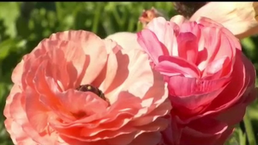 Carlsbad Flower Fields Reopen to Season's First Frolickers