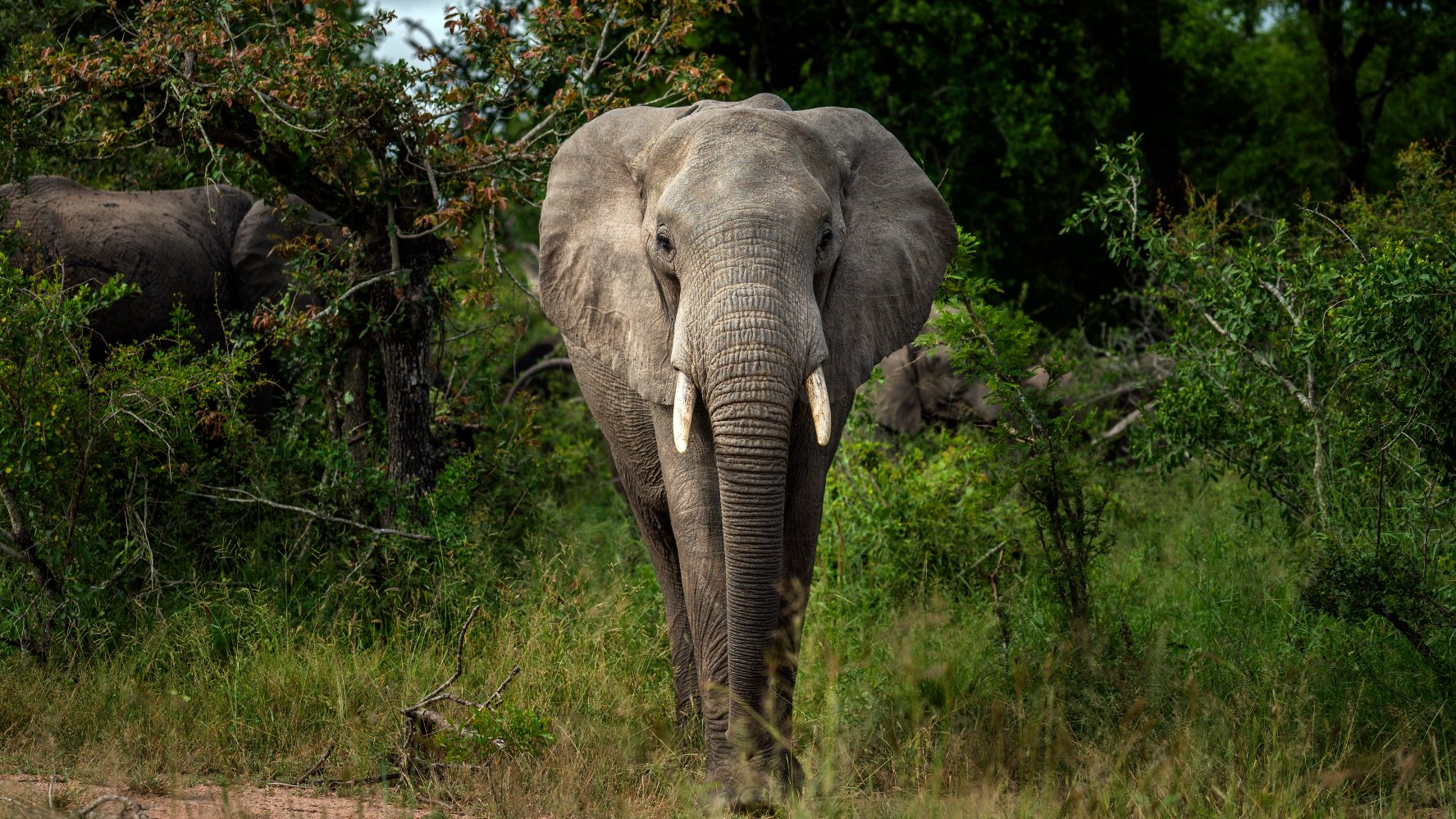 Africa’s Elephants Now Endangered by Poaching, Habitat Loss – NBC 7 San
