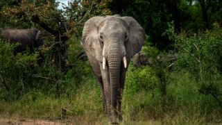 A Savanna elephant