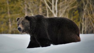 In this 2019 photo provided by the U.S. Fish and Wildlife Service is a grizzly bear (Ursus arctos horribilis) in Grand Teton National Park, Wyo. Grizzly bears are slowly expanding in the northern Rocky Mountains but scientists say they need continued protections and have concluded no other areas of the country would be suitable for the fearsome animals. The Fish and Wildlife Service on Wednesday, March 31, 2021, released its first assessment in almost a decade on the status of grizzly bears in the contiguous U.S.