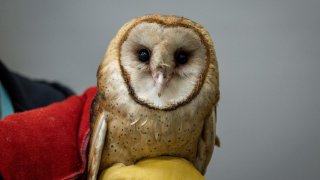 An undated image of the barn owl that was treated and released back into the wild on Wednesday, March 24, 2021.