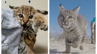 A bobcat kitten that was found abandoned in Borrego Springs on Nov. 23, 2020 was rehabilitated and released by the San Diego Humane Society's Ramona Wildlife Center in March 2021.