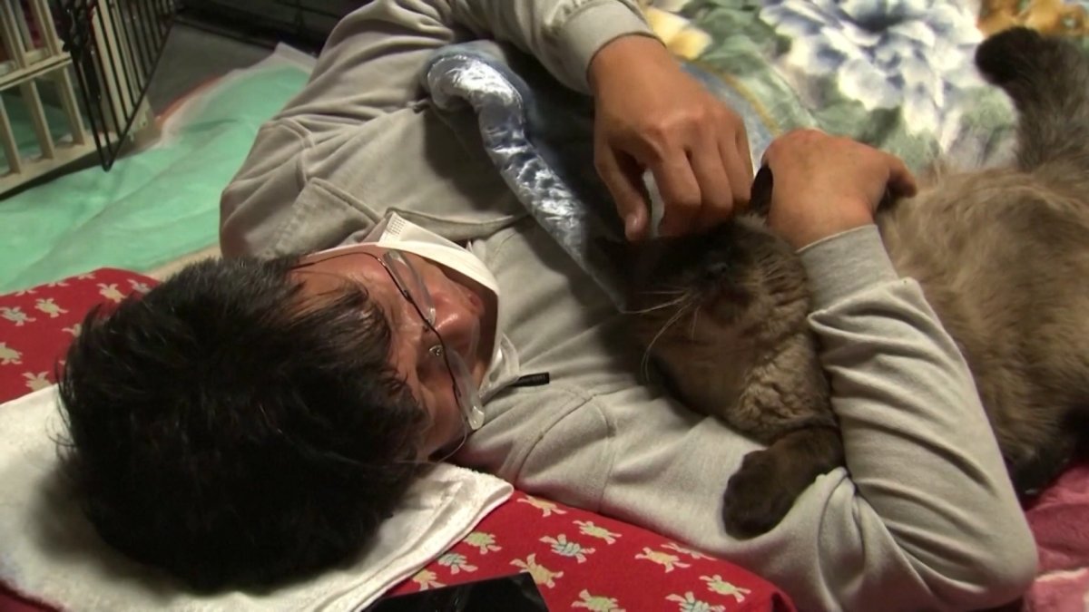 Japanese Man Has Been Taking Care of Stray Cats in NuclearRavaged