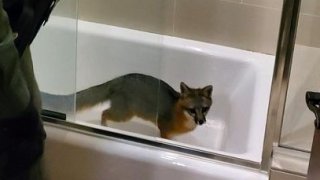 A wild fox trapped in a bathtub in a Los Altos Hills home.