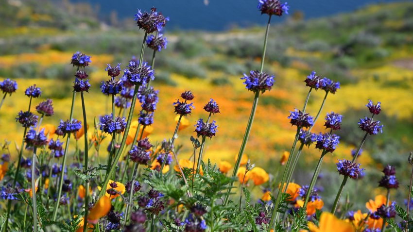 Spring in San Diego: What Conditions Can We Expect?