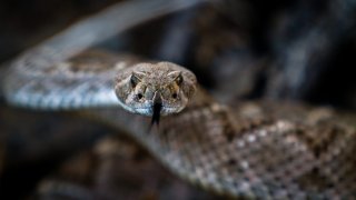 FILE - Close up of a Diamondback Rattlesnake