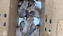 The newborn puppies were carefully placed in a box cushioned with a blanket for their safe transport to the San Diego Humane Society.