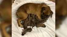 A stray dog and her newborn puppies were rescued from the San Diego Humane Society on Thursday, March 25, 2021 after they were found under a van in Valencia Park.