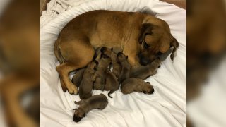 A stray dog and her newborn puppies were rescued from the San Diego Humane Society on Thursday, March 25, 2021 after they were found under a van in Valencia Park.