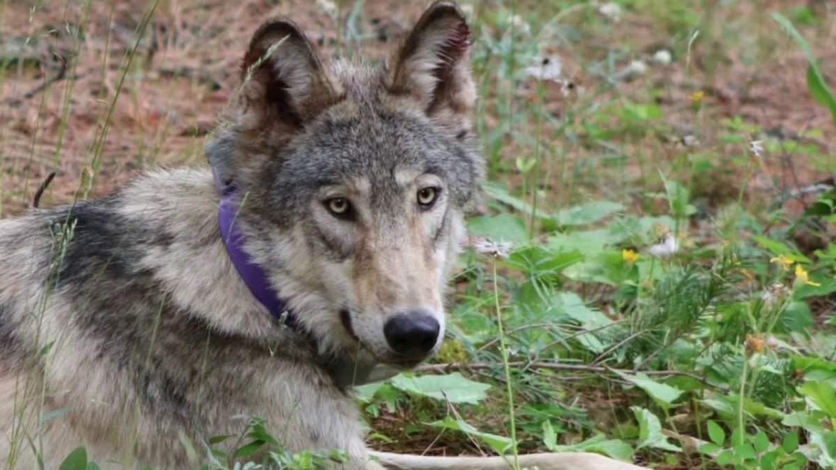 Gray Wolves – Wildlife Illinois