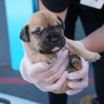 One of the puppies from this cutely named litter is held by a San Diego Humane Society employee.