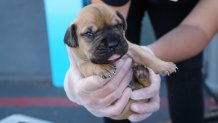 One of the puppies from this cutely named litter is held by a San Diego Humane Society employee.