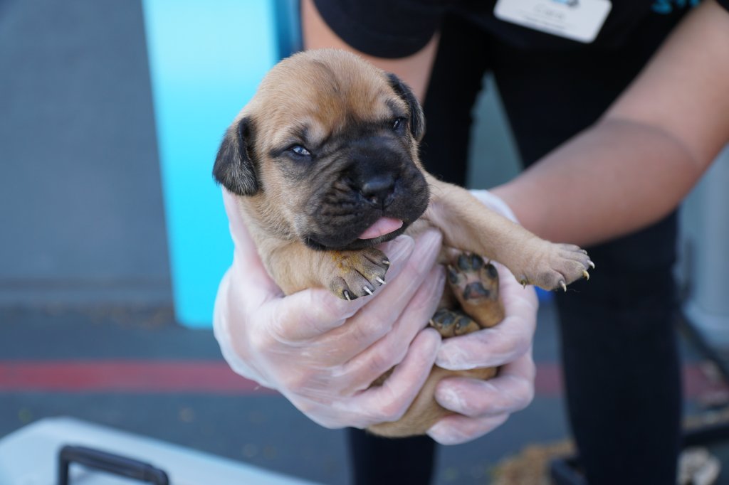 One of the puppies from this cutely named litter is held by a San Diego Humane Society employee.