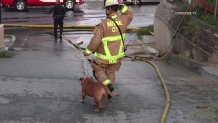 A National City Fire Department firefighter escorts a dog that was saved in the house fire.