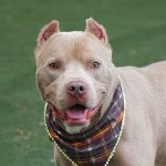Crouton, a 4-year-old American Pit Bull Terrier, looks undeniably debonair in his plaid bandana.