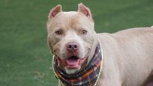 Crouton, a 4-year-old American Pit Bull Terrier, looks undeniably debonair in his plaid bandana.