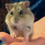 Frost, an energetic hamster, works the camera with her demure pose.
