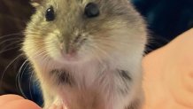Frost, an energetic hamster, works the camera with her demure pose.