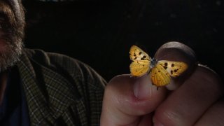 Biologist/entomologist Michael W. Klein holds a preserved Hermes Copper butterfly he collected here