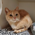 This beautiful lady, Kate, sits comfortably in her space but would love nothing more than to join a loving household. She's been chosen as a featured pet and has her adoption fee waived!