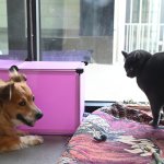 Nalani and Sebastian meet for the first time. They are respectful of their boundaries and enjoy each other's company.