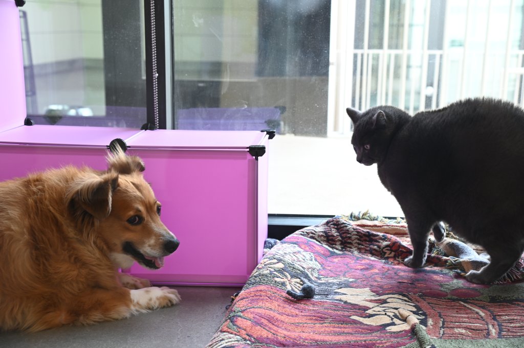 Nalani and Sebastian meet for the first time. They are respectful of their boundaries and enjoy each other's company.