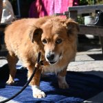 The look of love from Nalani, the 5-year-old collie/corgi mix.