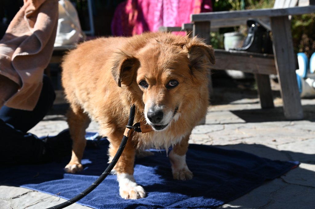 The look of love from Nalani, the 5-year-old collie/corgi mix.