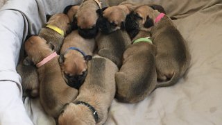 The litter of puppies that were rescued, along with mom, after being born under a van on a gloomy March day in San Diego are healthy and thriving -- and are now named!