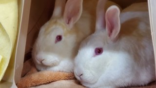 A pair of rabbits rescued by the San Diego Humane Society that are now available for adoption.