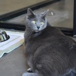 Sebastian the 5-year-old domestic shorthair may appear to have intense eyes, but it's just because they're full of love.