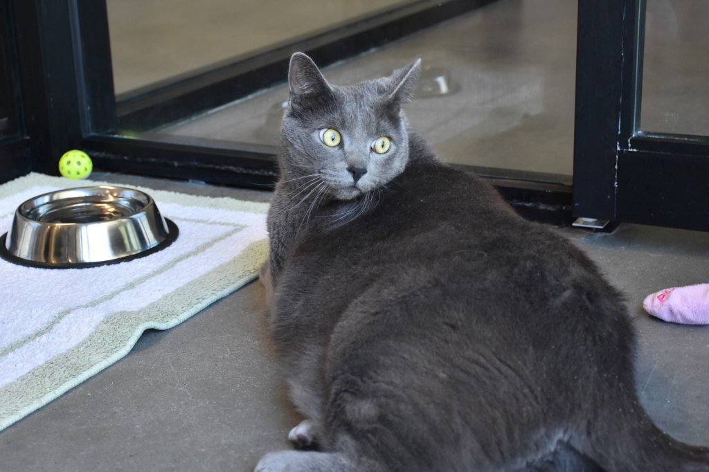 Sebastian the 5-year-old domestic shorthair may appear to have intense eyes, but it's just because they're full of love.