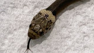 In this photo provided by Wildlife Information, Rescue and Education Service (WIRES), a Pale-headed snake is photographed in Sydney, Thursday, April 15, 2021. This is the venomous snake that authorities say made an 870-kilometer (540-mile) journey to Sydney from a Toowoomba packing plant wrapped in plastic with a pair of baby cos lettuces.
