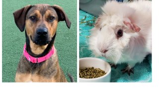 Left: Cora the dog. Right: Rascal the guinea pig.