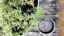 Eventually, your food scraps will look like dirt.