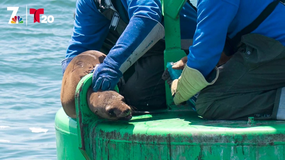 SeaWorld rescue team snags wayward sea lion that wandered near San Diego  highway – KIRO 7 News Seattle