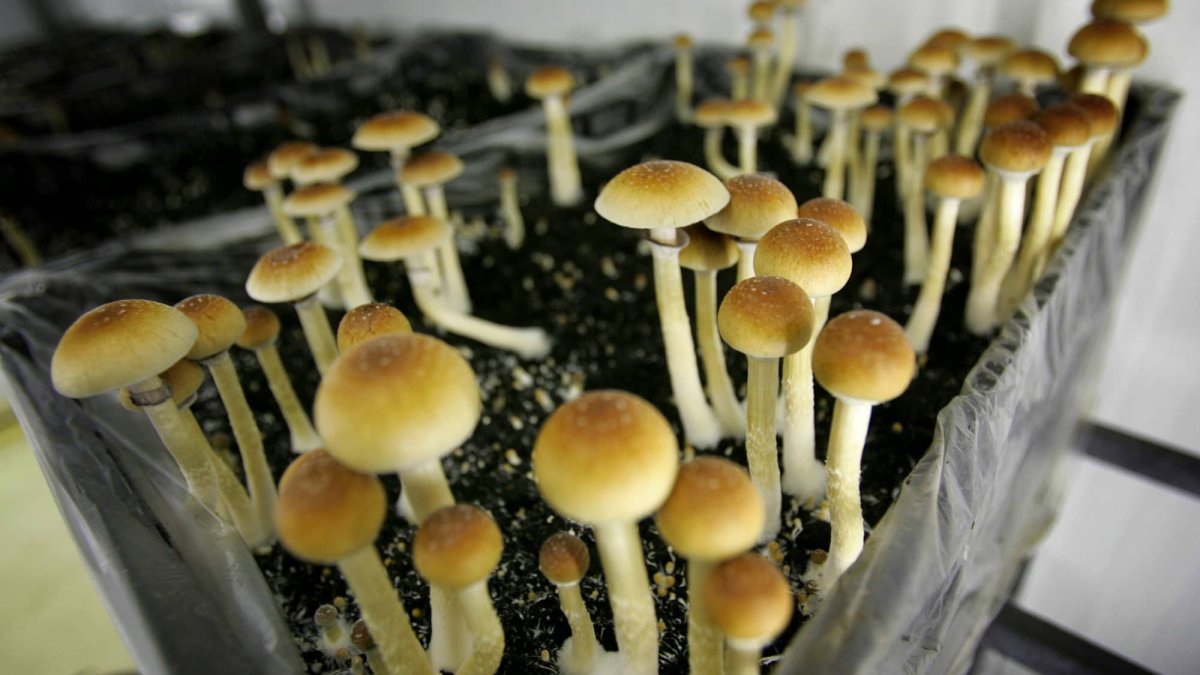 Mushrooms, Ecstasy and Other Psychedelics Could Become Legal in California – NBC 7 San Diego - Vimarsana News